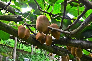 和平獼猴桃熟了，國家地理標(biāo)志產(chǎn)品火熱上市