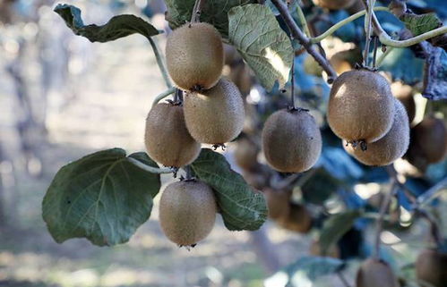 秋日好食光 幫農(nóng)助農(nóng)酷消銷賦能，陜西周至獼猴桃產(chǎn)業(yè)走上快車道