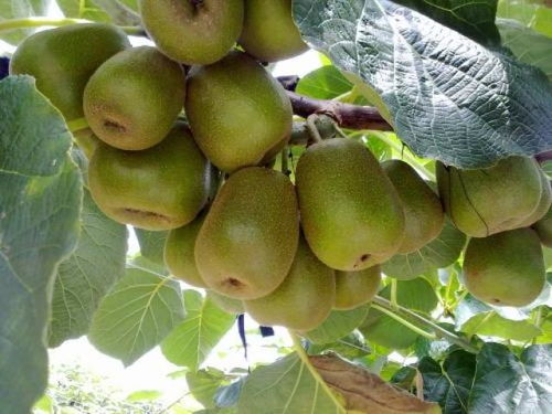 中國獼猴桃產(chǎn)業(yè)發(fā)展現(xiàn)狀及銷售策略分析