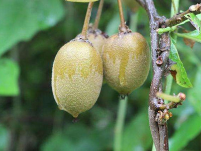 四川宜賓 野生獼猴桃助脫貧，產(chǎn)業(yè)振興惠民生