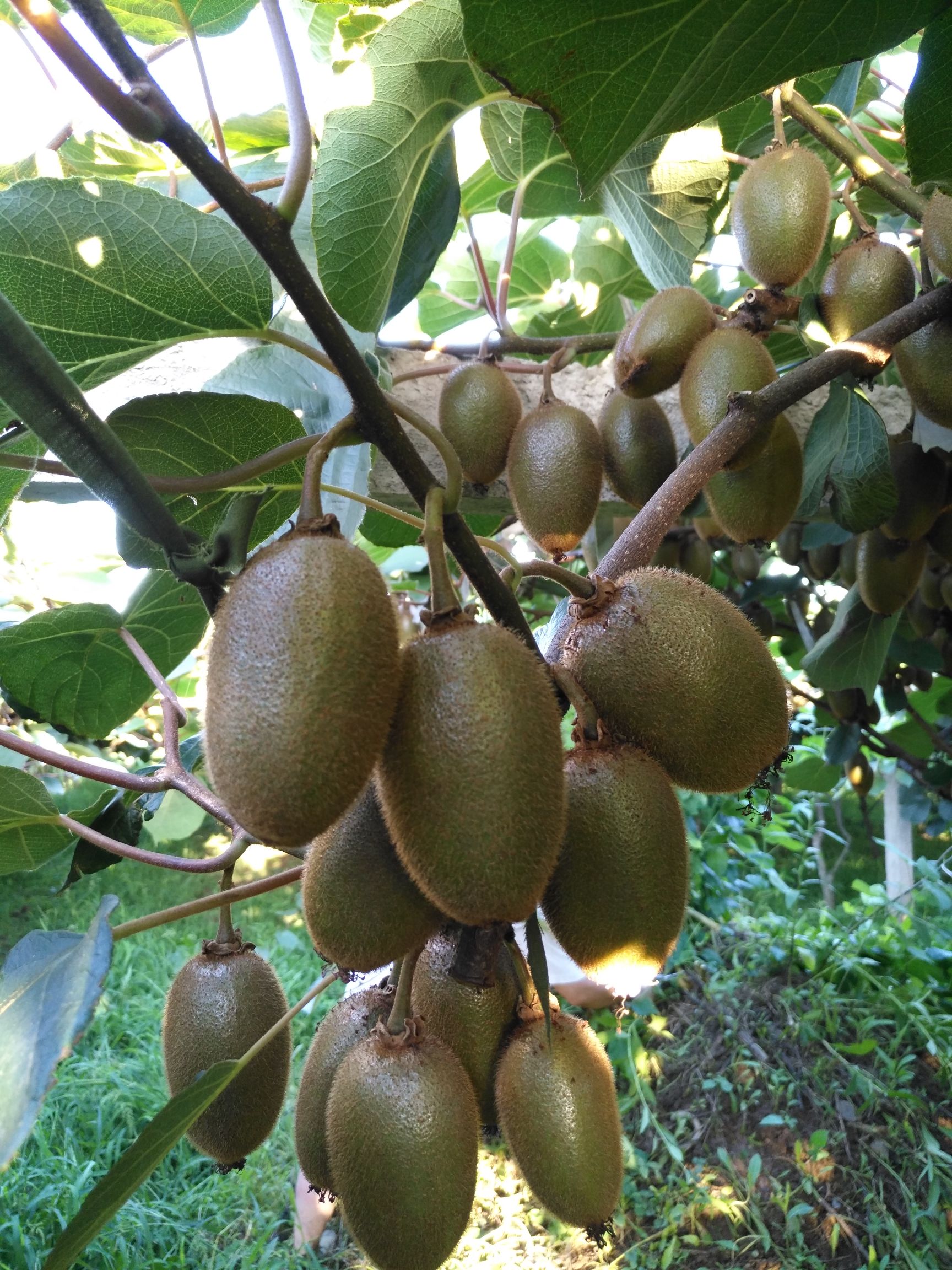 陜西周至 正宗翠香與徐香獼猴桃，不甜不要錢的品質(zhì)承諾