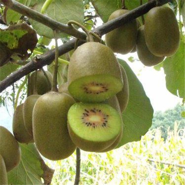 紅心獼猴桃百科 營養(yǎng)價值、選購指南與市場銷售前景