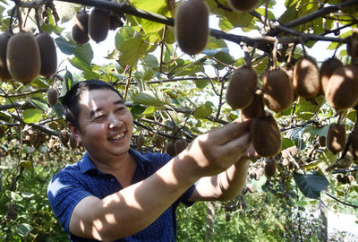 好物件|獼猴桃尚未成熟 涪陵這個老板已經(jīng)賣出了4萬斤