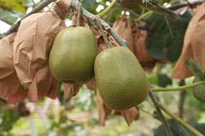 2020年四川紅心獼猴桃產(chǎn)地批發(fā)與團(tuán)購價格分析