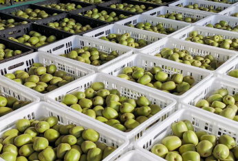 綿陽(yáng)安州獼猴桃榮登“國(guó)字號(hào)”名錄，特色產(chǎn)業(yè)助力鄉(xiāng)村振興新篇章